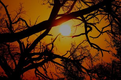 Low angle view of silhouette bare tree against sunset
