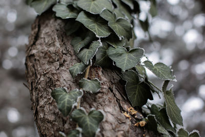 Close-up of leaves on tree trunk