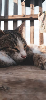 Close-up of cat sleeping