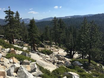 Panoramic shot of trees on mountain landscape