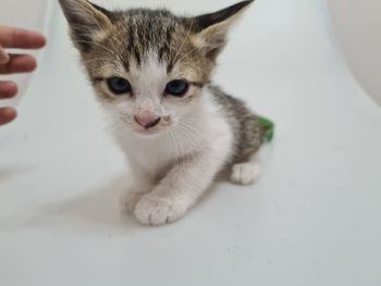 Close-up portrait of tabby kitten