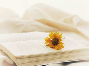 Close-up of yellow flower on table