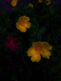 Close-up of yellow flowers blooming in garden