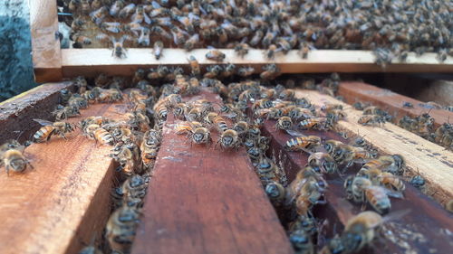 High angle view of bee on wood