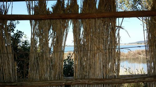 Trees on beach against sky