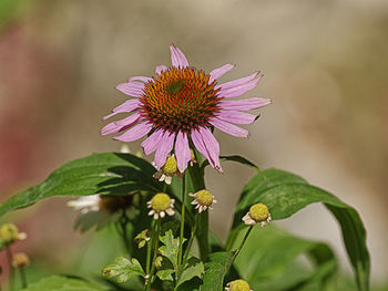 Close-up of purple flowering plant