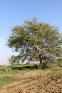 Trees on field against clear sky