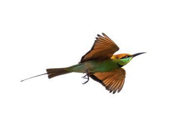 Low angle view of bird flying against white background