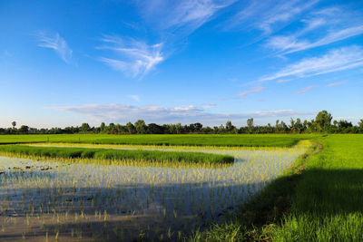 Scenic view of  rices field against sky