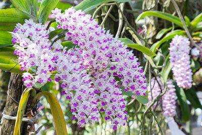 Close-up of purple flowering plants