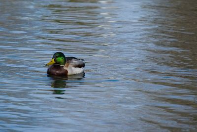 Duck swimming in a lake