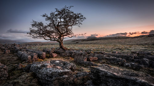 Tree on rock against sky during sunset