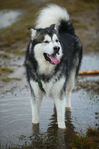 View of dog standing on water