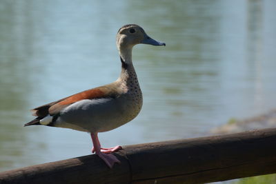 Close-up of bird perching on lake