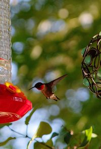 Bird flying over a blurred motion of birds