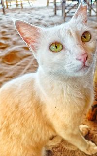 Close-up of a cat looking away