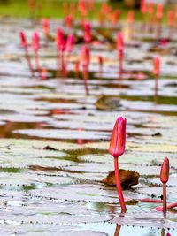 Close-up of pink water lily in lake