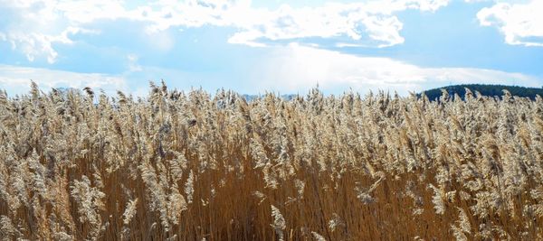 Close-up of corn field against sky