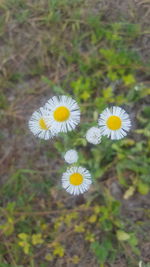 Close-up of yellow flowers blooming outdoors