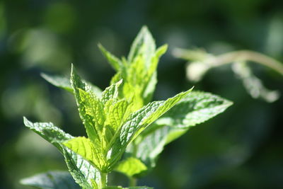 Close-up of peppermint plant on sunny day