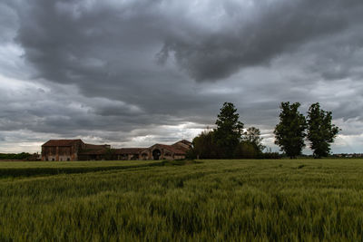 Scenic view of agricultural field against sky