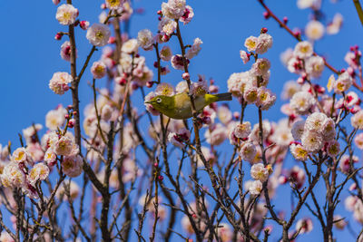 Low angle view of cherry blossoms against sky