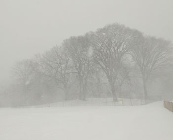 Bare trees on snow covered landscape