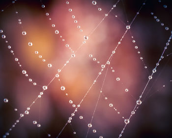 Morning dew in a spider web