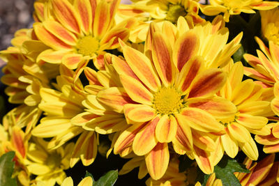 Close-up of yellow flowering plants