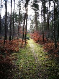 Trees in forest against sky