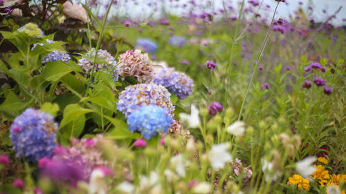 Close-up of purple flowering plants on field