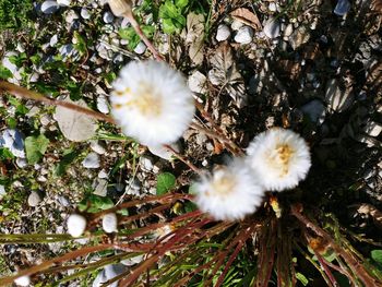 Close-up of white dandelion flower on field