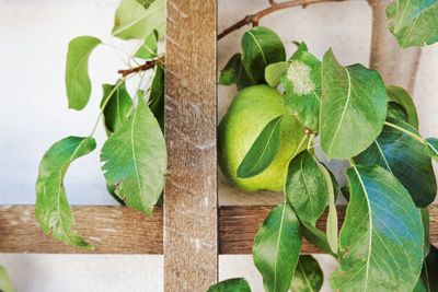 High angle view of potted plant on table