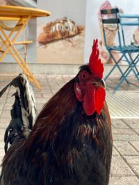 Close-up of a rooster