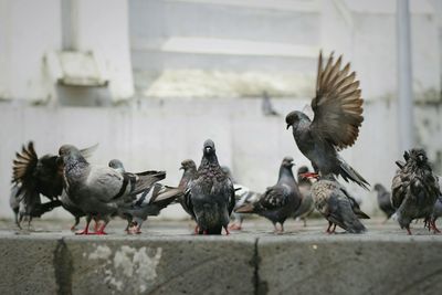 Flock of birds on the wall