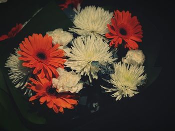 Close-up of red flower