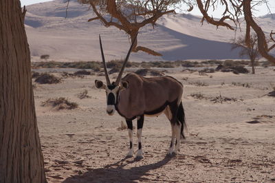 Horse standing on field