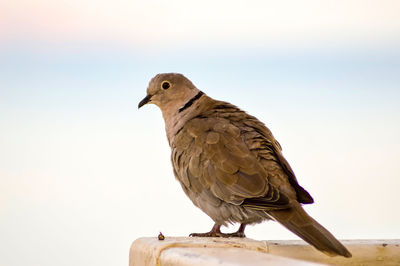 Close-up of bird perching on wood against sky