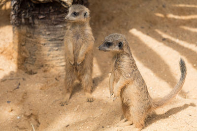 View of meerkats 