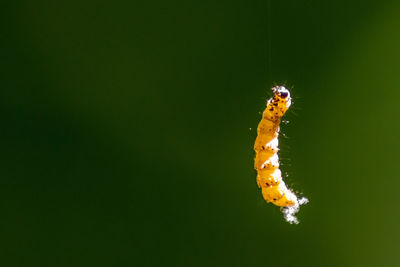 Little caterpillar hanging in the air on silky line with natural blurred background uses silk cobweb