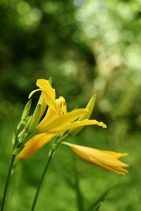 Close-up of yellow flowering plant