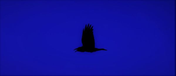 Bird flying against blue sky