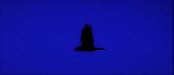 Bird flying against blue sky