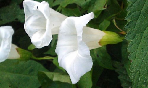 Close-up of white flower blooming outdoors