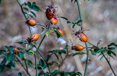 Rosehip fruits