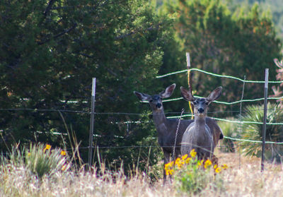 Deer in a forest