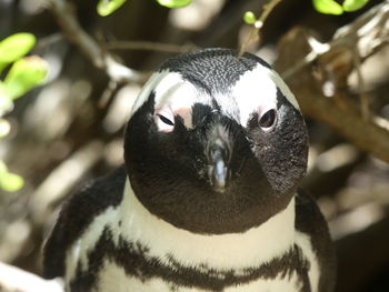 Close-up portrait of bird