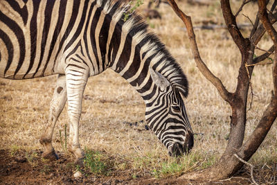 Zebras grazing on field at forest