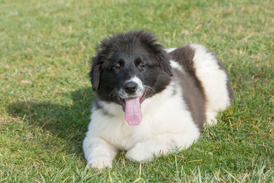 Close-up of dog on field