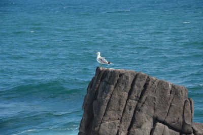 Seagull perching on rock by sea